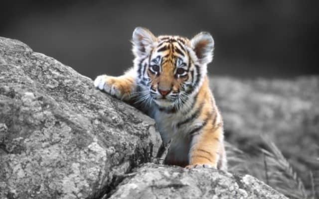 Un rêve de bébé tigre et sa signification: Pourquoi rêver de bébé tigre ?