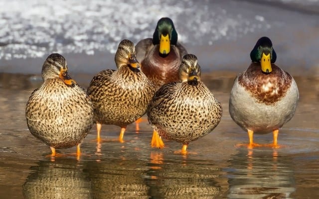 Un rêve de canard et sa signification: Pourquoi rêver de canard ?