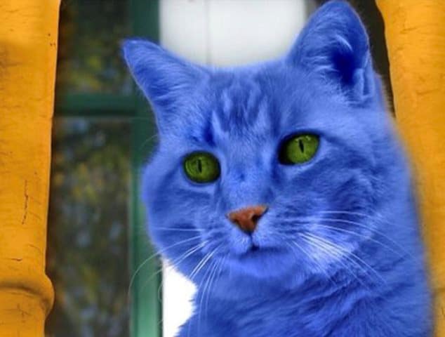 rever d'un chat bleu islam