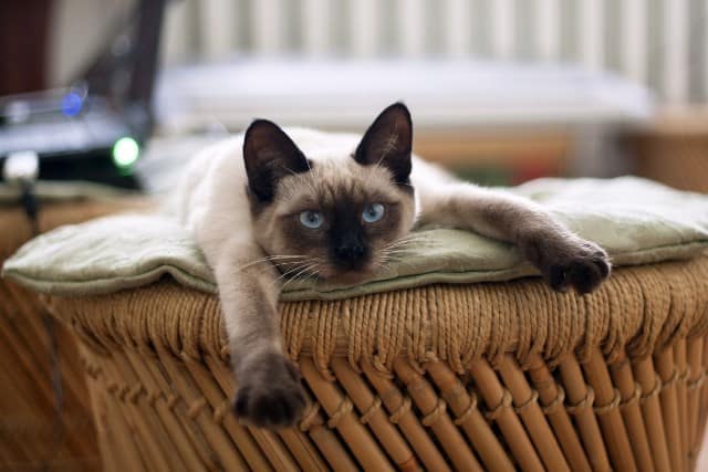 Le rêve de chat siamois et son explication en détails: Pourquoi rêver de chat siamois ?