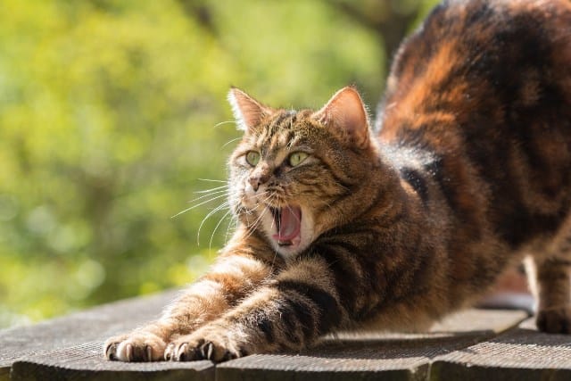 Pourquoi rêver de chat tigré ?