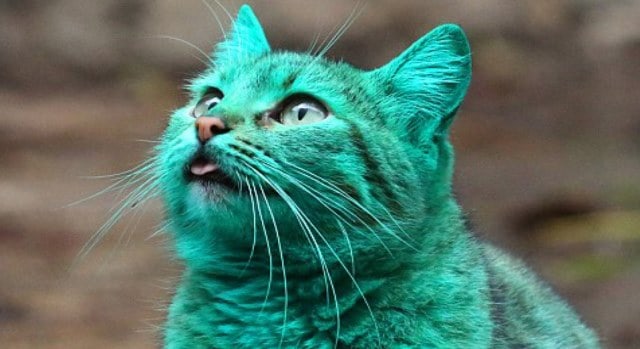 Rever De Chat Vert Interpretations Exactes Du Reve De Chat Vert Rever De Chat Vert Interpretations Exactes Du Reve De Chat Vert