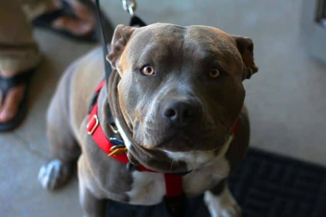 Un rêve de chien attaché et sa signification: Pourquoi rêver de chien attaché ?