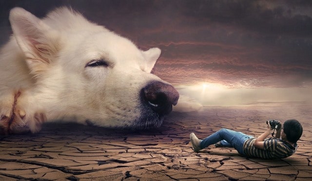 Pourquoi rêver de chien géant ?