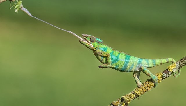 Un rêve de gober et sa signification: Que signifie rêver de gober ?