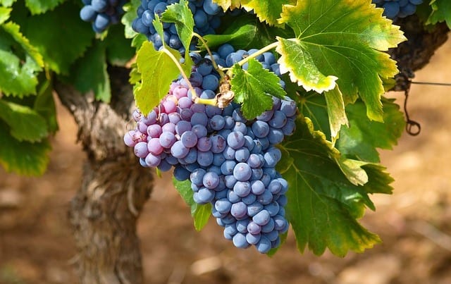 Que signifie rêver de grappe ?