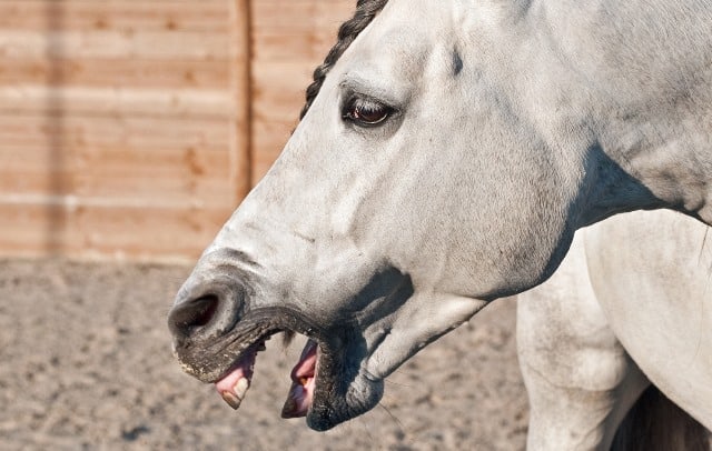 Un rêve de hénnissement et sa signification: Pourquoi rêver de hénnissement ?