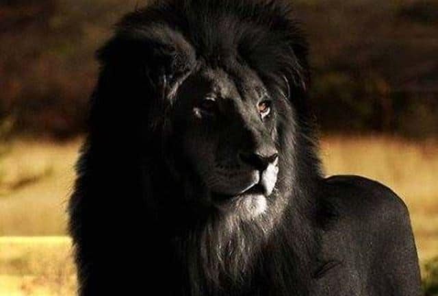Que signifie rêver de lion noir ?