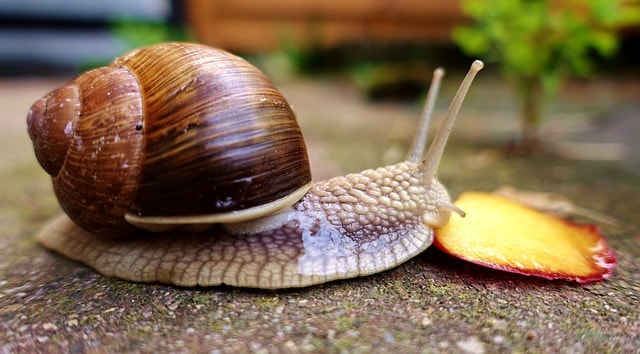 Un rêve de mollusque et sa signification: Pourquoi rêver de mollusque ?