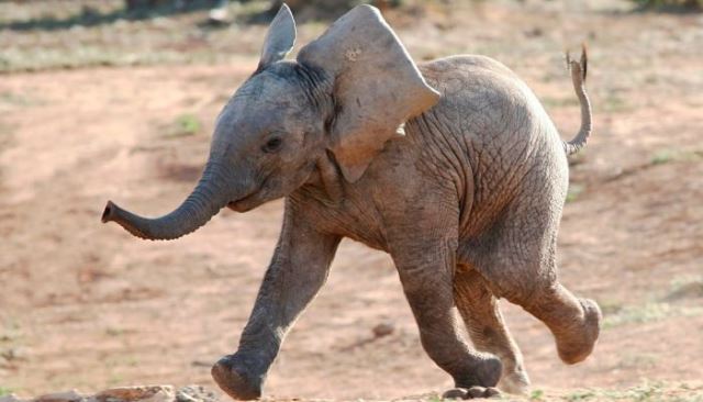 Un rêve de petit éléphant et sa signification: Pourquoi rêver de petit éléphant ?