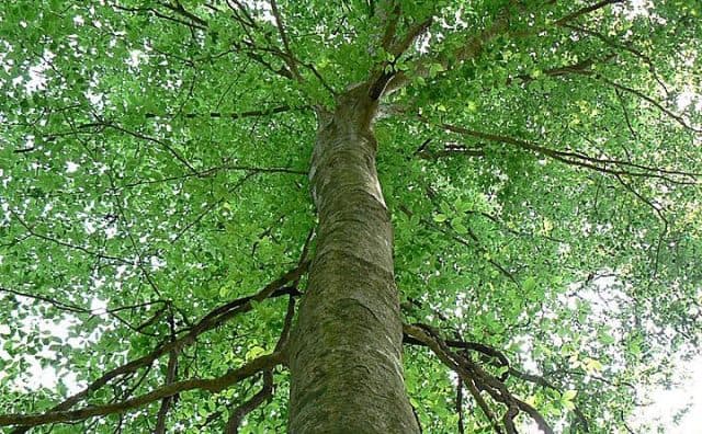 Un rêve de hêtre et sa signification: Que signifie rêver de hêtre ?