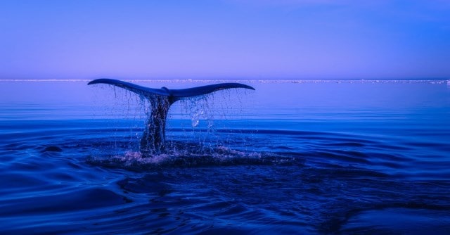 Un rêve de queue et sa signification: Pourquoi rêver de queue ?