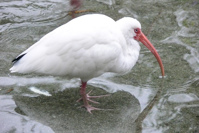 Un rêve de ibis et sa signification: Que signifie rêver de ibis ?