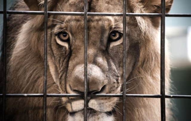 Un rêve de lion en cage et sa signification: Que signifie rêver de lion en cage ?