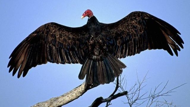 Un rêve de vautour noir et sa signification: Que signifie rêver de vautour noir ?