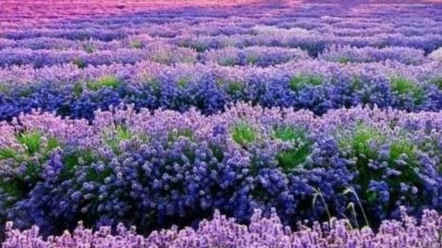 Un rêve de lavande et sa signification: Que signifie rêver de lavande ?