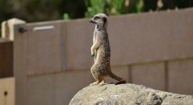 Un rêve d'affût et sa signification: Que signifie rêver d'affût ?