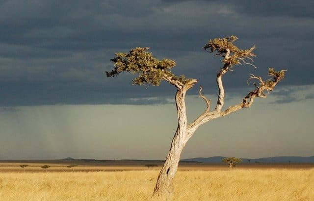 Un rêve d'Afrique et sa signification: Que signifie rêver d'Afrique ?