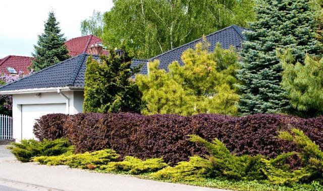 Un rêve d'arbuste et sa signification: Que signifie rêver d'arbuste ?