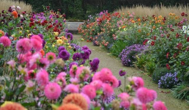 Un rêve de parterre de fleurs et sa signification: Que signifie rêver de parterre de fleurs ?