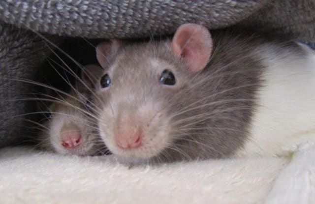 Un rêve de souris et de rats et sa signification: Que signifie un rêve de souris et de rats ?