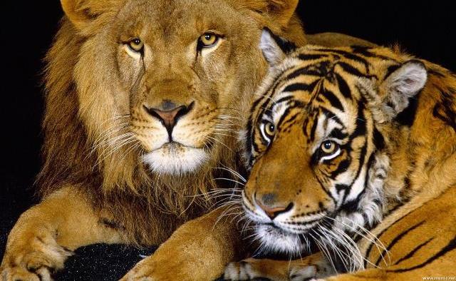 Que signifie rêver de tigre et de lion ?