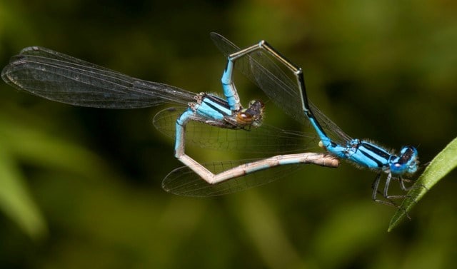 Que signifie un rêve d’accouplement ?
