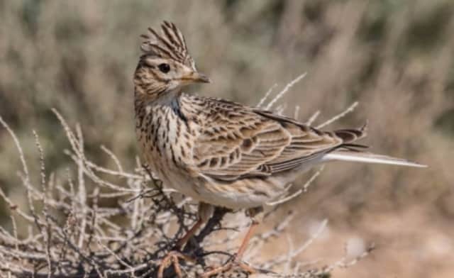 Que signifie un rêve d'alouette ?