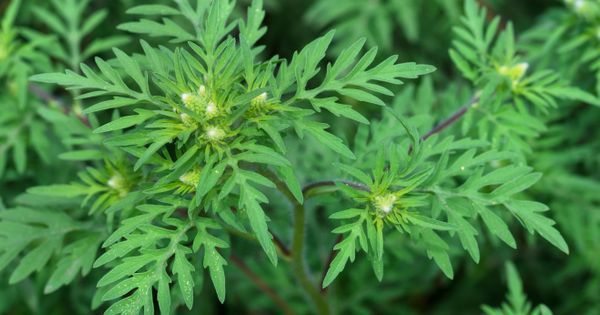 Un rêve d'ambroisie et sa signification: Que signifie un rêve d'ambroisie ?