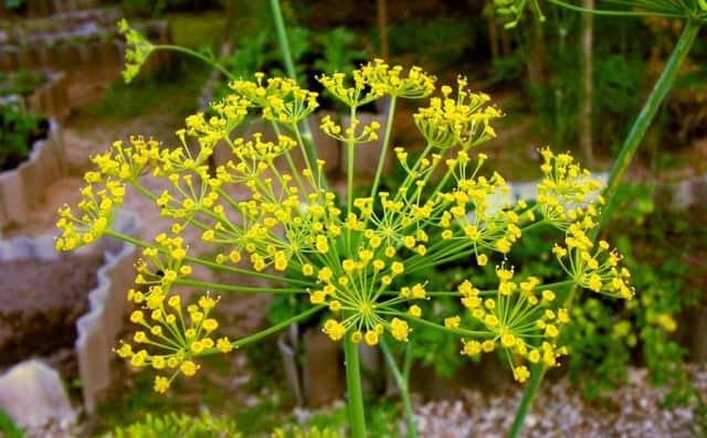 Un rêve d'aneth et sa signification: Que signifie un rêve d'aneth ?