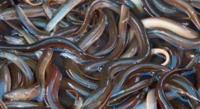 Que signifie un rêve d'anguille ?