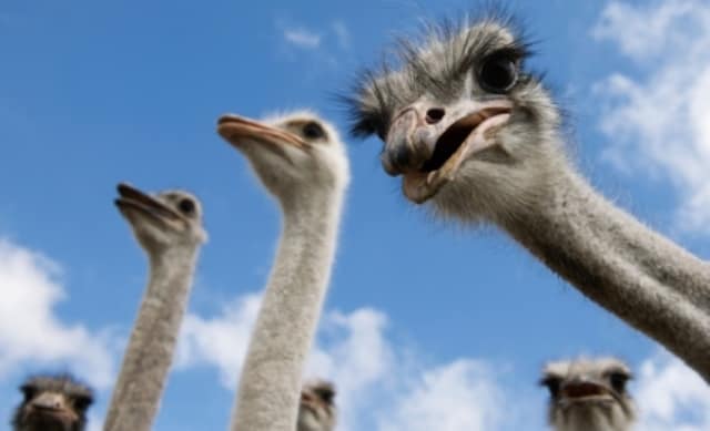 Un rêve d'autruche et sa signification: Que signifie rêver d'autruche ?
