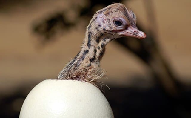 Un rêve d'oeuf d'autruche et sa signification: Que signifie rêver d'oeuf d'autruche ?