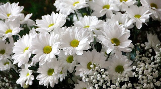 Que signifie un rêve de fleurs blanches ?
