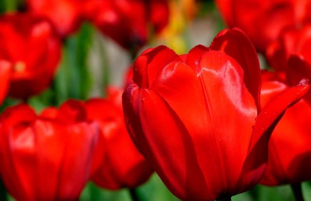 Un rêve de fleurs rouges et sa signification: Que signifie un rêve de fleurs rouges ?