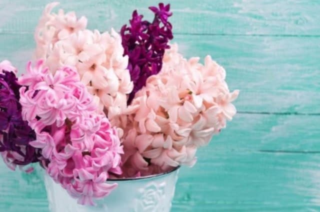 Un rêve de jacinthe et sa signification: Que signifie rêver de jacinthe ?