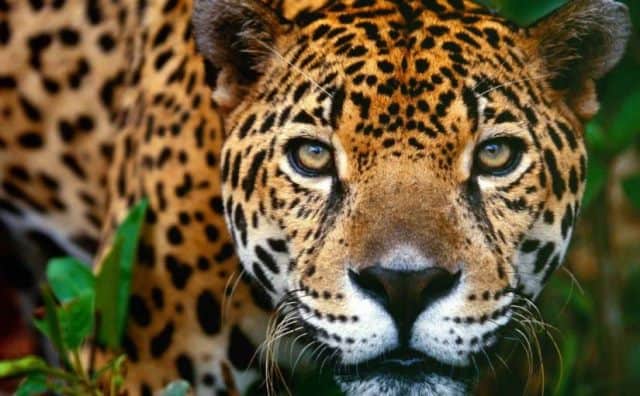 Un rêve de jaguar et sa signification: Que signifie un rêve de jaguar ?