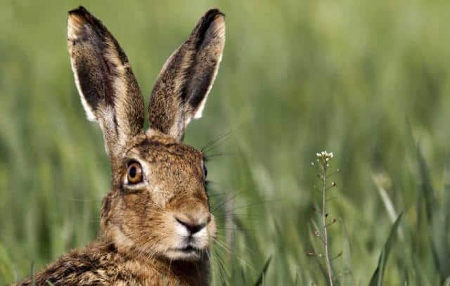 Un rêve de lièvre et sa signification: Que signifie rêver de lièvre ?