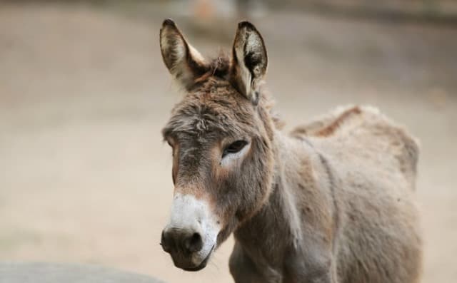Que signifie un rêve de mule ?