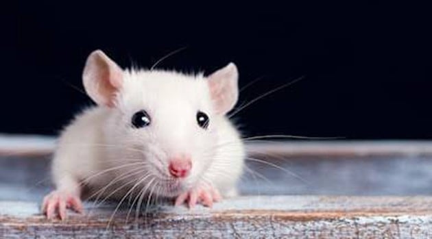 Que signifie un rêve de rat blanc ?