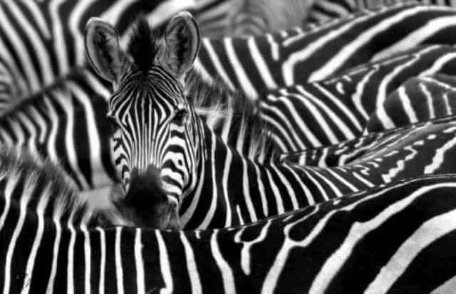 Un rêve de rayures et sa signification: Que signifie rêver de rayures ?
