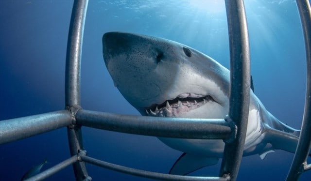 Un rêve de requin blanc et sa signification: Que signifie un rêve de requin blanc ?