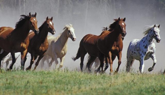 Un rêve de troupeau et sa signification: Que signifie rêver de troupeau ?