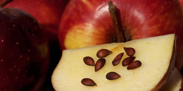 Que signifie rêver de pépins ?