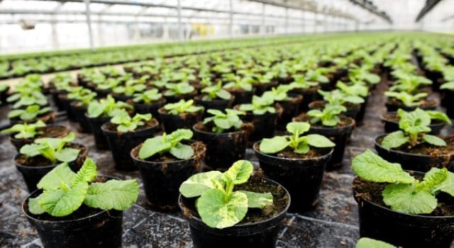 Un rêve de pépinière et sa signification: Que signifie rêver de pépinière ?