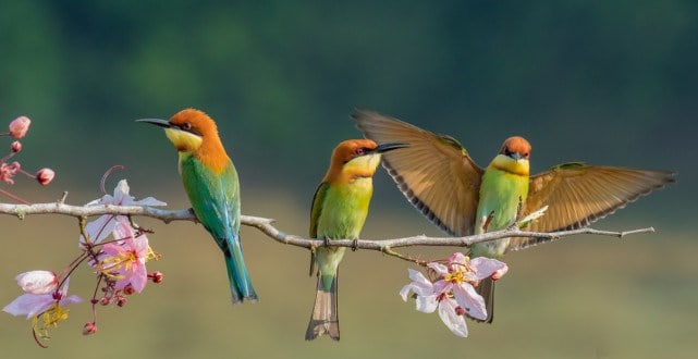 Un rêve de perchoir et sa signification: Que signifie rêver de perchoir ?