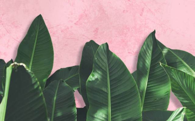 Un rêve de plantes et sa signification: Que signifie rêver de plantes ?