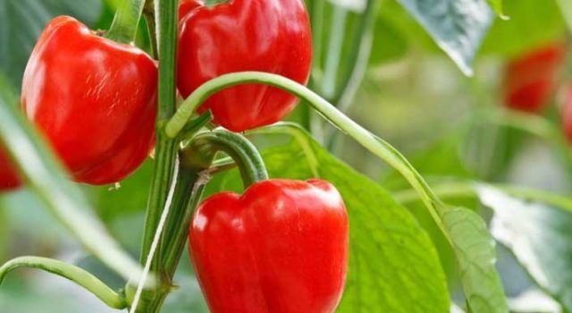 Un rêve de poivron et sa signification: Que signifie rêver de poivron ?