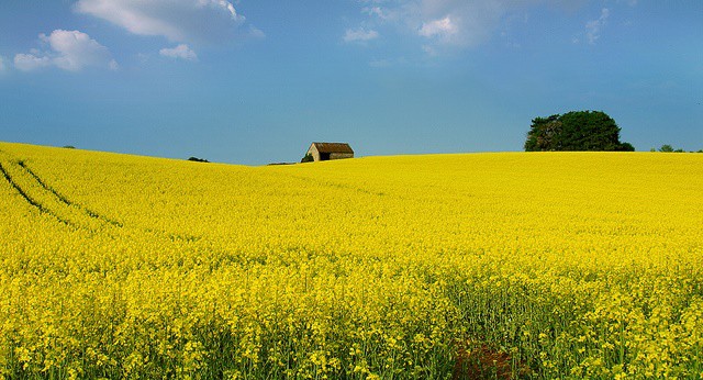 Un rêve de prairie et sa signification: Que signifie rêver de prairie ?