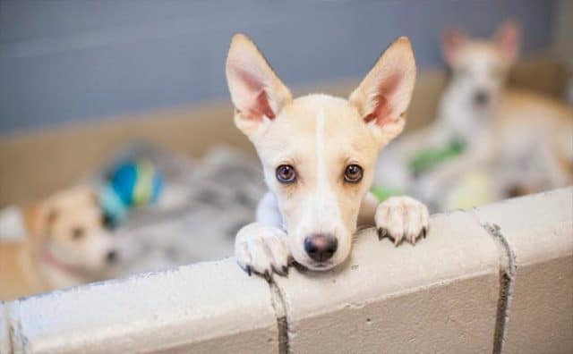 Un rêve d'acheter un chien et sa signification: Que signifie rêver d'acheter un chien ?